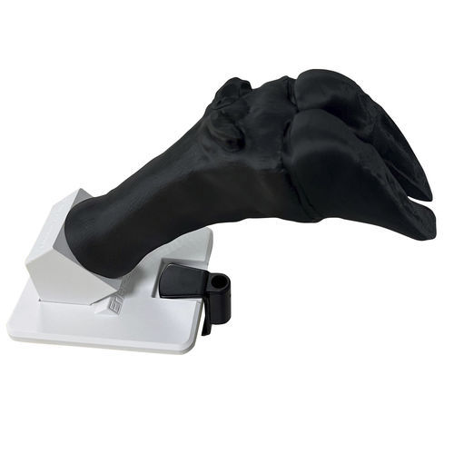 Simulatore per bendaggio - VET4900 - Erler-Zimmer - didattico / veterinario / di bovino