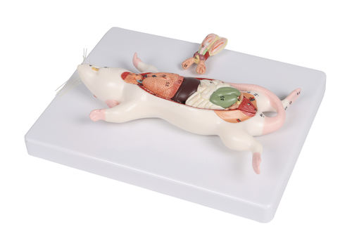 Modello anatomico di cuore - VET0821 - Erler-Zimmer - ventrale / di fegato / di dissezione