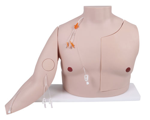 Simulatore per accesso vascolare - 7650 - Erler-Zimmer - per cateterismo venoso centrale / didattico / per assistenza generale