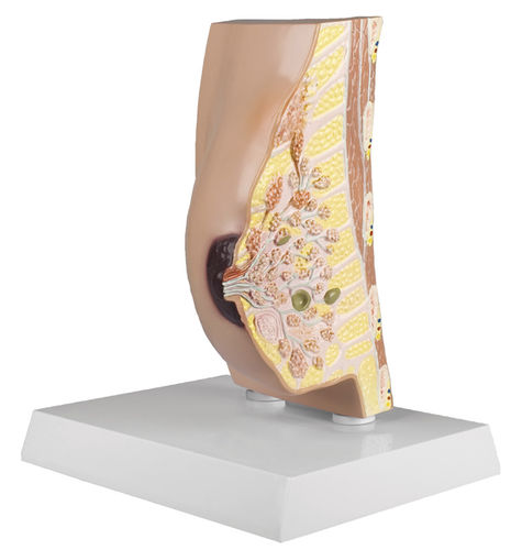 Modello anatomico di seno - L280 - Erler-Zimmer - femminile