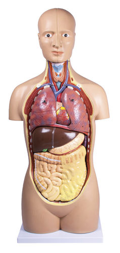 Modello anatomico di milza - B109 - Erler-Zimmer - di cervello / di intestino tenue / di pancreas