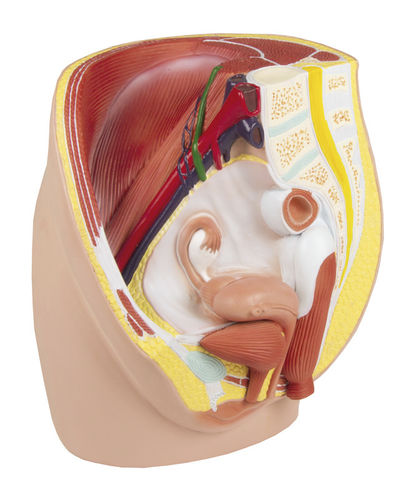 Modello anatomico di retto - H210 - Erler-Zimmer - vescica / di vagina / di utero
