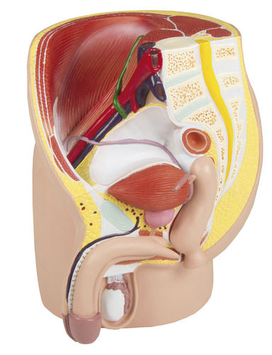 Modello anatomico di retto - H211 - Erler-Zimmer - vescica / di prostata / di bacino