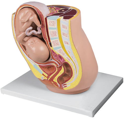 Modello anatomico di bacino - L220 - Erler-Zimmer - di gravidanza / di feto / femminile