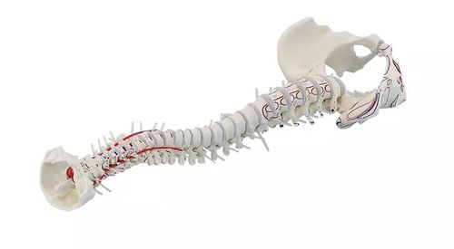 Modello anatomico di rachide - 4011-1 - Erler-Zimmer - di dischi intervertebrali / di muscolo / di arteria vertebrale