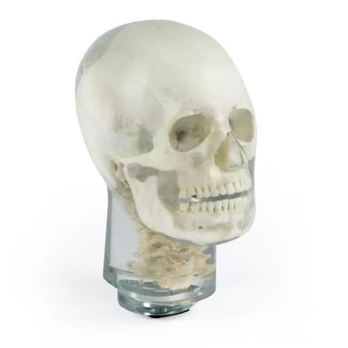 Phantom di calibrazione per radiografia - 7300 - Erler-Zimmer - di cranio