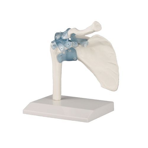 Modello anatomico di articolazione - 4550 - Erler-Zimmer - di spalla / ad uso didattico