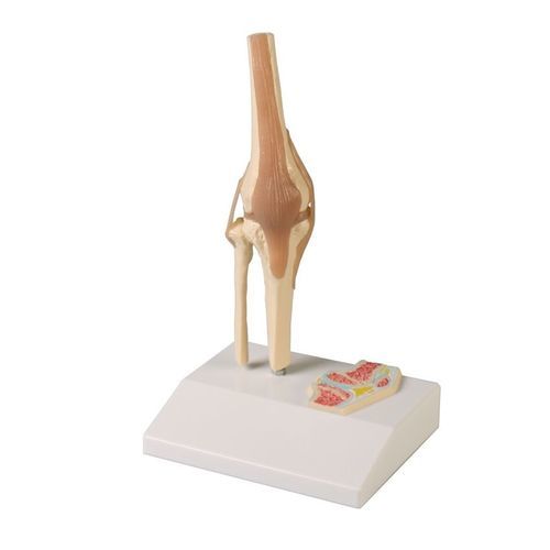 Modello anatomico per ginocchio - 4522 - Erler-Zimmer - di articolazione / ad uso didattico / in miniatura