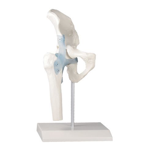 Modello anatomico di articolazione - 4553 - Erler-Zimmer - di anca / ad uso didattico