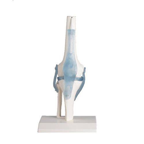 Modello anatomico di articolazione - 4552 - Erler-Zimmer - per ginocchio / ad uso didattico