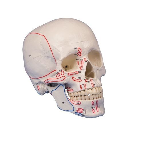 Modello anatomico di cranio - 4509 - Erler-Zimmer - ad uso didattico / articolato / con marcatura dei muscoli