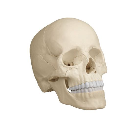 Modello anatomico di cranio - 4701 - Erler-Zimmer - ad uso didattico / articolato