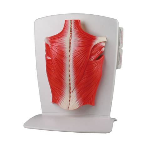 Modello anatomico di muscolo - M290 - Erler-Zimmer - dorsale / ad uso didattico / flessibile