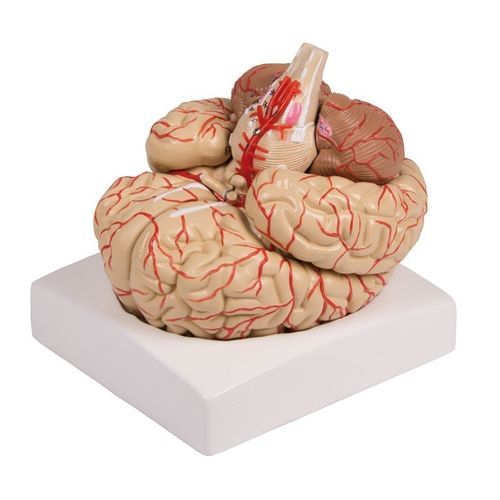 Modello anatomico di cervello - C220 - Erler-Zimmer - di arteria / ad uso didattico