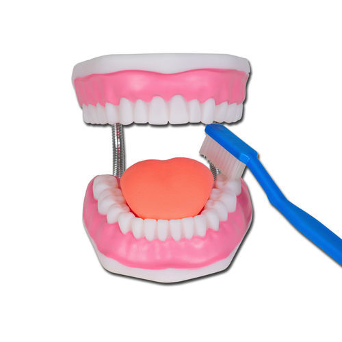 Modello anatomico orale - 40199 - GIMA - per igiene dentale / didattico