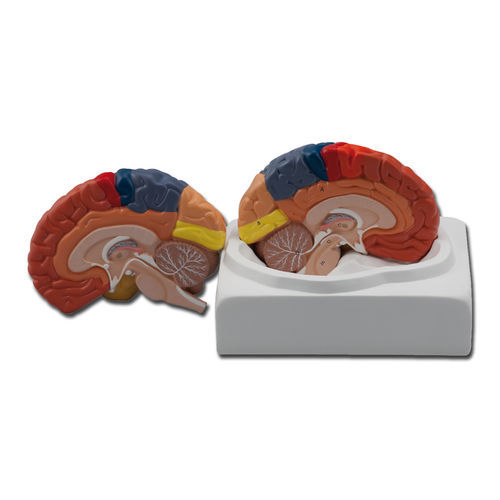 Modello anatomico di cervello - 40021 - GIMA - di cervelletto / temporale / didattico