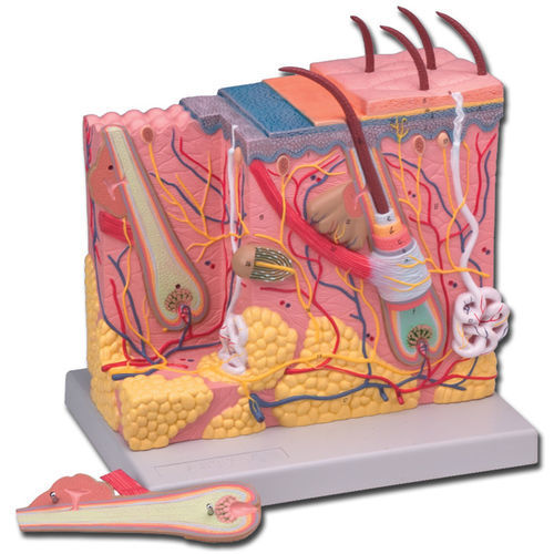 Modello anatomico di pelle - 40060 - GIMA - di vasi sanguigni / didattico