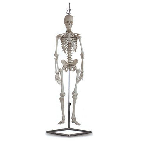 Modello anatomico di scheletro - 40115 - GIMA - didattico / bianco / articolato