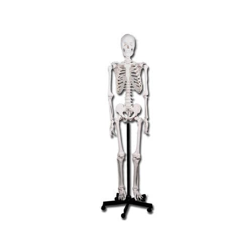 Modello anatomico di scheletro - 40119 - GIMA - didattico / bianco / articolato