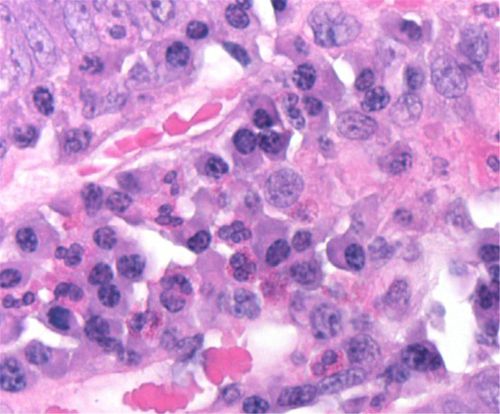 Reagente colorante - 01HEMH1000 - Histo-Line Laboratories - per istologia