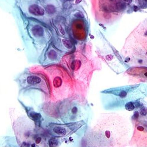 Reagente soluzione colorante - 01HEMHP1000 - Histo-Line Laboratories - colorante / per istologia / liquido