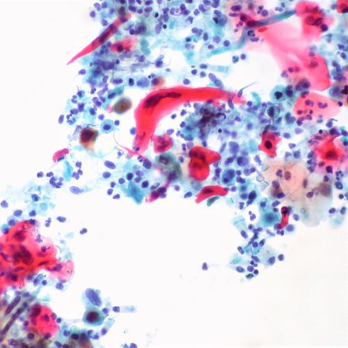 Reagente soluzione colorante - 01OG61000 - Histo-Line Laboratories - colorante / per istologia / liquido
