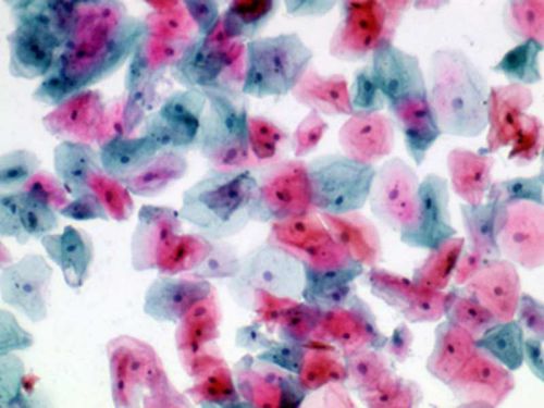 Reagente soluzione colorante - 01EA501000 - Histo-Line Laboratories - colorante / per istologia / liquido