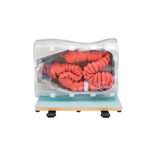 Simulatore didattico - LM-107 - KOKEN  - per coloscopia / per gastroenterologia / di tumore