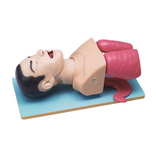Manichino didattico per assistenza generale - LM-059 - KOKEN  - per gestione delle vie aeree / per intubazione / parte superiore del corpo