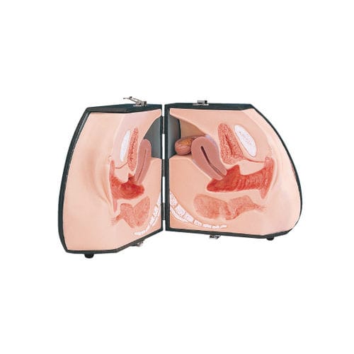 Modello anatomico corpo - LM-030 - KOKEN  - di pelle / vescica / di organi genitali femminili