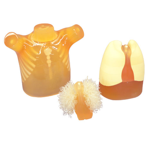 Phantom di calibrazione per ecografia - PH-1C - Kyoto Kagaku  - di torso / pediatrico