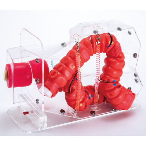 Simulatore didattico - MW24  - Kyoto Kagaku  - per endoscopia / per cure urologiche / di parte inferiore del corpo