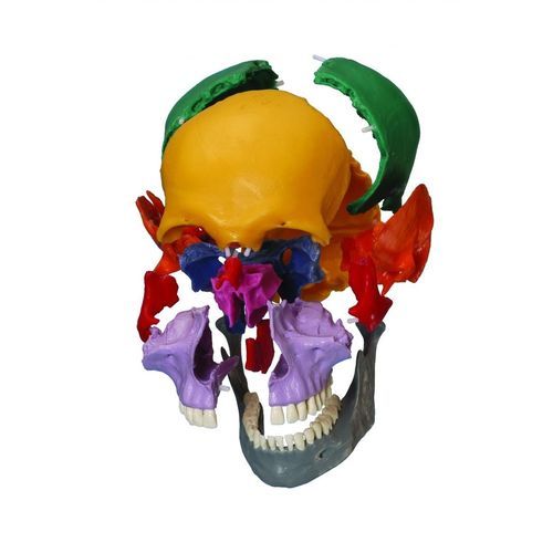 Modello anatomico di cranio - A229.1 - RÜDIGER - ANATOMIE  - ad uso didattico / articolato