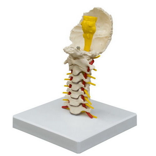 Modello anatomico colonna vertebrale cervicale - A213 - RÜDIGER - ANATOMIE  - di midollo spinale / ad uso didattico / flessibile