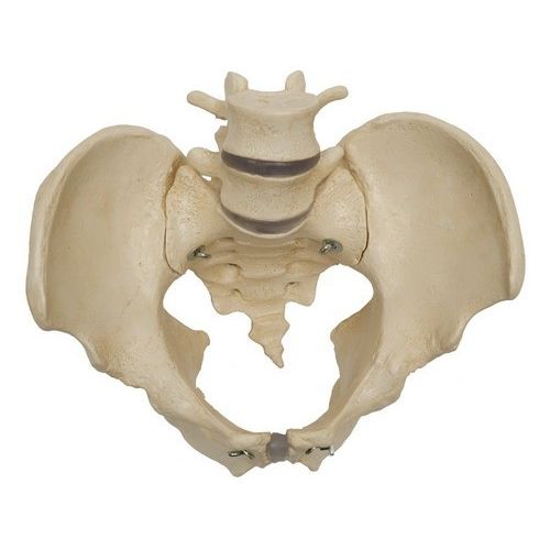 Modello anatomico di scheletro - A218 - RÜDIGER - ANATOMIE  - di pelvi / di osso sacro / ad uso didattico
