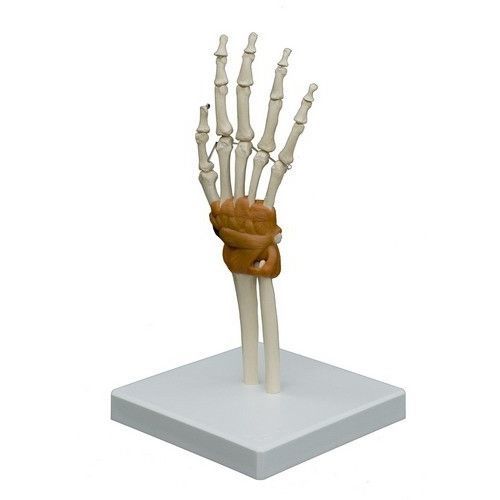 Modello anatomico di articolazione - A255 - RÜDIGER - ANATOMIE  - di mano / ad uso didattico / con colonna vertebrale flessibile
