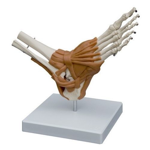 Modello anatomico di piede - A254 - RÜDIGER - ANATOMIE  - di gamba