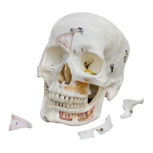 Modello anatomico di denti - A226 - RÜDIGER - ANATOMIE  - osseo / di cranio / di mandibola