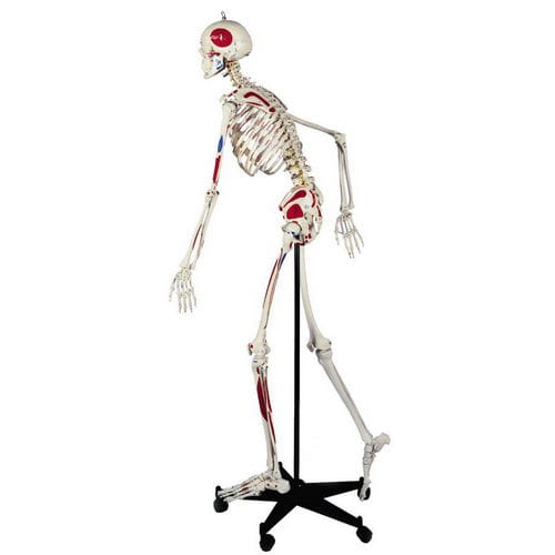 Modello anatomico di scheletro - A200.3 - RÜDIGER - ANATOMIE  - di muscolo / di corpo intero / di rachide
