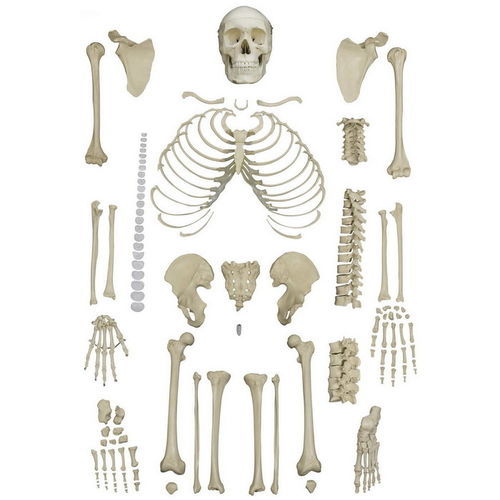 Modello anatomico di scheletro - A202 - RÜDIGER - ANATOMIE  - ad uso didattico / disarticolato