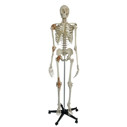 Modello anatomico di scheletro - A204 - RÜDIGER - ANATOMIE  - per ginocchio / di corpo intero / di spalla