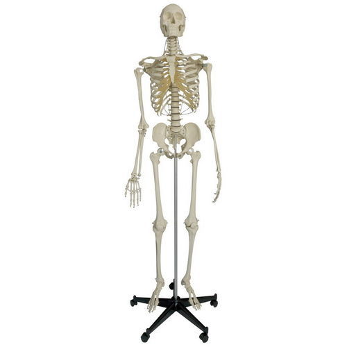 Modello anatomico di scheletro - A205 - RÜDIGER - ANATOMIE  - di cranio / di articolazione / di corpo intero