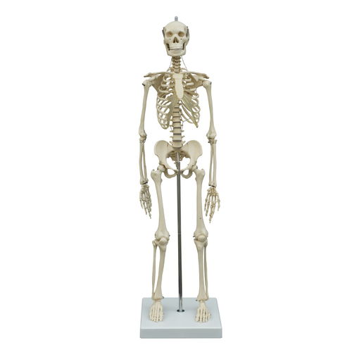 Modello anatomico di scheletro - MI200 - RÜDIGER - ANATOMIE  - di articolazione / di corpo intero / ad uso didattico