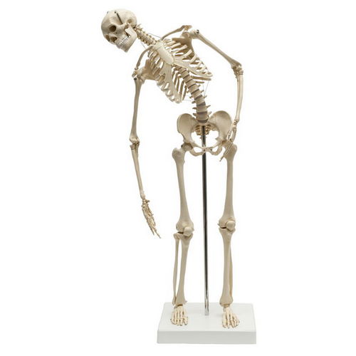 Modello anatomico di scheletro - MI200.2 - RÜDIGER - ANATOMIE  - di corpo intero / ad uso didattico / con colonna vertebrale flessibile