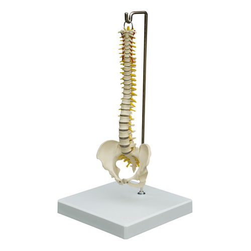 Modello anatomico di colonna vertebrale - MI212 - RÜDIGER - ANATOMIE  - di nervo / ad uso didattico / flessibile