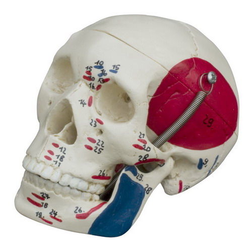 Modello anatomico di cranio - MI221 - RÜDIGER - ANATOMIE  - ad uso didattico / rosso / blu