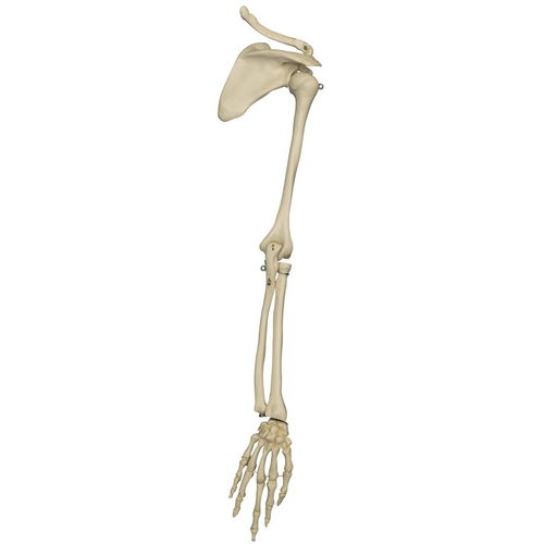 Modello anatomico di scheletro - MI230 - RÜDIGER - ANATOMIE  - di scapola / di braccio / ad uso didattico