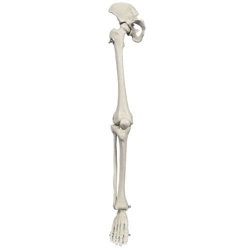 Modello anatomico di scheletro - MI240 - RÜDIGER - ANATOMIE  - di gamba / ad uso didattico / in miniatura