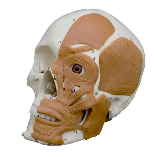 Modello anatomico osseo - A263 - RÜDIGER - ANATOMIE  - di cranio / ad uso didattico / con muscolatura