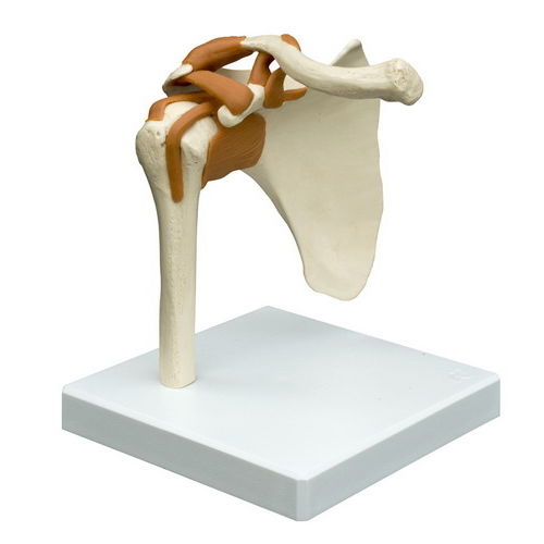 Modello anatomico di articolazione - A250 - RÜDIGER - ANATOMIE  - di spalla / ad uso didattico